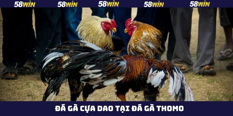 Đá Gà Thomo - Thưởng Thức Những Màn So Tài Nảy Lửa Tại 58Win 3 Màn so tài giữa những chiến kê cựa dao có sát thương cao