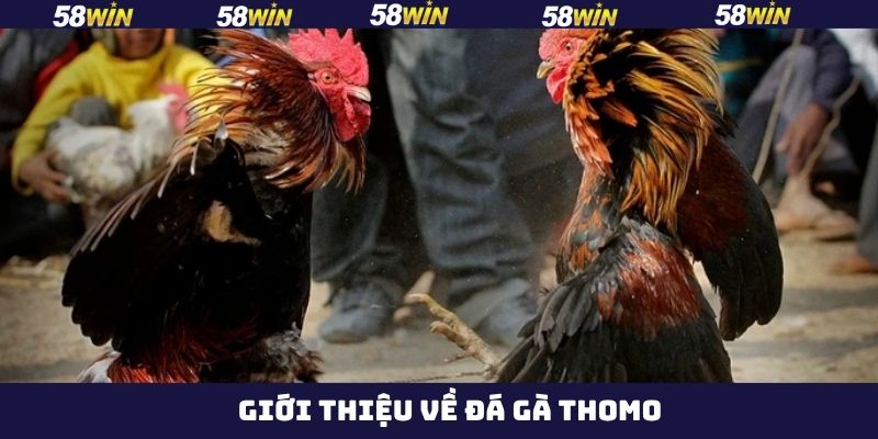 Đá Gà Thomo - Thưởng Thức Những Màn So Tài Nảy Lửa Tại 58Win 2 Nội dung khái quát về đá gà Thomo tại 58Win