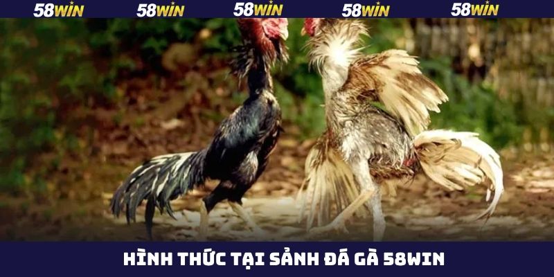 Những hình thức đá gà 58Win hấp dẫn 