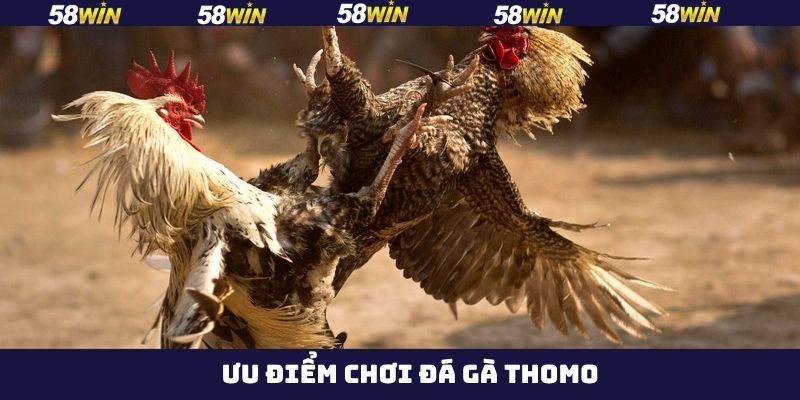 Đá Gà Thomo - Thưởng Thức Những Màn So Tài Nảy Lửa Tại 58Win 4 Xem trực tiếp rõ ràng từng chi tiết, đường dẫn ổn định